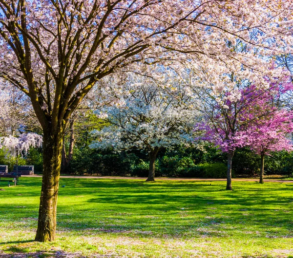 Primavera sfondo natura. Paesaggio di primavera — Foto Stock