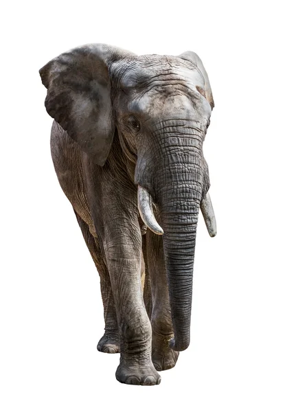 Elefante aislado en blanco — Foto de Stock