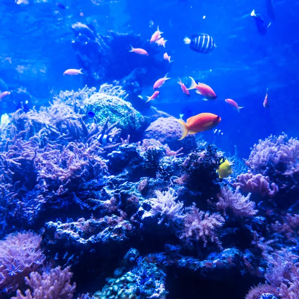 Poissons tropicaux se rencontrent dans l'aquarium d'eau de mer récif corallien bleu. Und — Photo