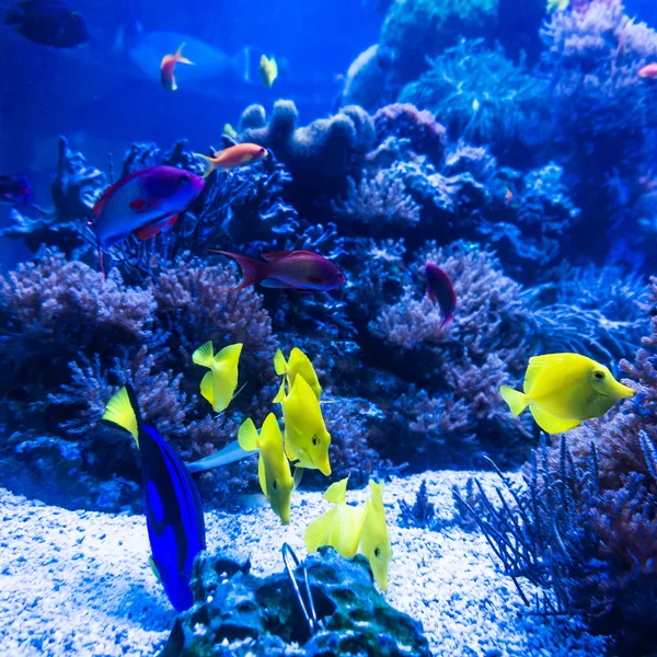 Tropical fishes meet in blue coral reef sea water aquarium . Und — Stock Photo, Image