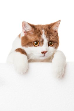 boş pano ile şirin kedi yavrusu. kitt güzel Britanya ile ilgili stenografi