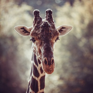 zürafa. meraklı bir zürafa portresi (zürafa zürafa)
