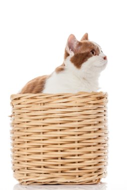 gatinho britânico no caixa. gatinho bonitinho no fundo branco 