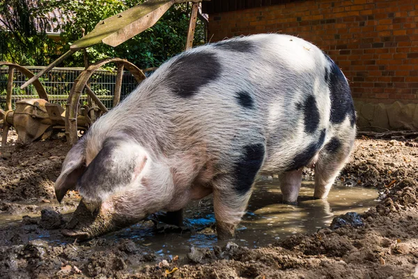 Çamur içinde domuz. büyük domuz ayakta çamur — Stok fotoğraf