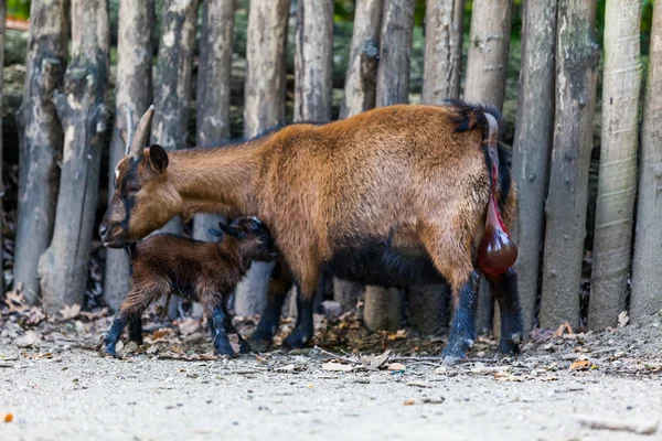 La cabra con su bebé. Niño recién nacido. Cabra bebé marrón —  Fotos de Stock