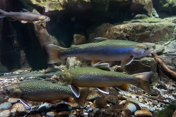 Underwater bilden av havsöring — Stockfoto