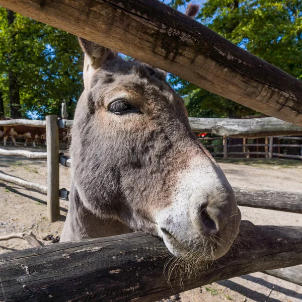 Friendly donkey.  head of a small donkey — Stock Photo, Image