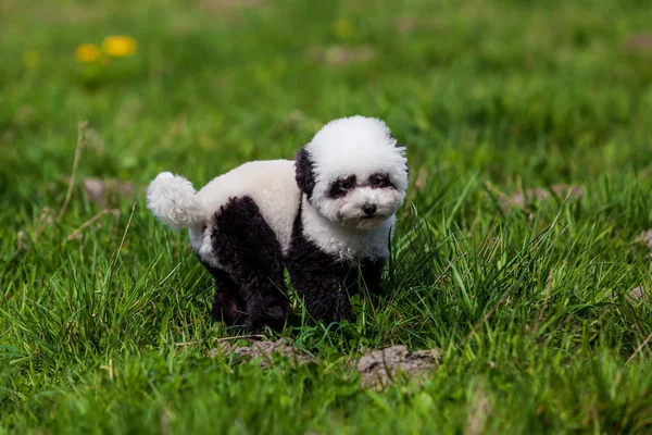 Perro repintado en panda. Perro arreglado. aseo de mascotas . — Foto de Stock