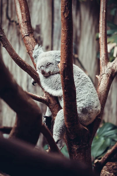 Australiensiska koala Björn sömn på en trädstam. Koala kopplar av på en — Stockfoto