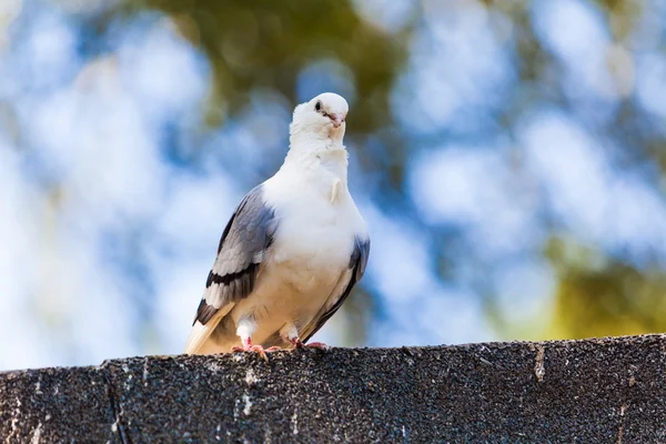 Pigeon. dove — Stock Photo, Image