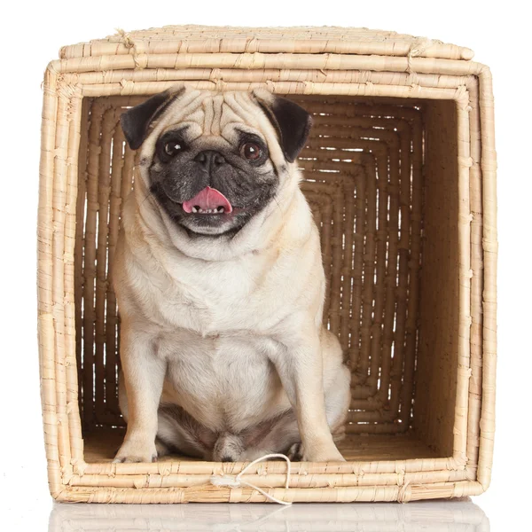 Pug cão na caixa isolado no fundo branco . — Fotografia de Stock