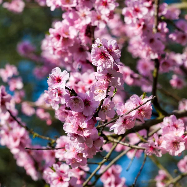 Hermosa flor de cerezo —  Fotos de Stock