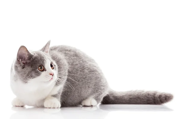 Británico gato de taquigrafía sobre un fondo blanco. Británico gato aislado —  Fotos de Stock