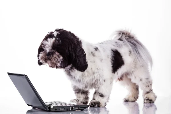 Shih tzu dog  with laptop. — Stock Photo, Image