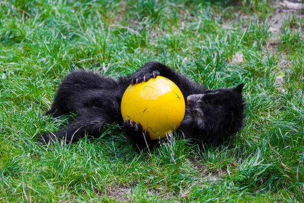 Kleiner Bär spielt mit Ball. kleiner wilder Bär — Stockfoto