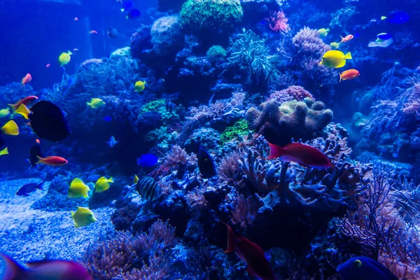 Poissons tropicaux se rencontrent dans l'aquarium d'eau de mer récif corallien bleu. Und — Photo