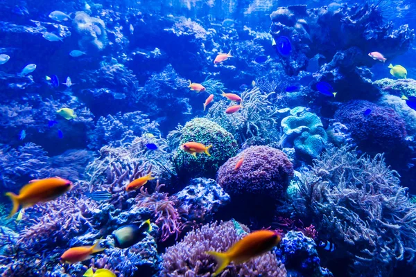 Tropical fishes meet in blue coral reef sea water aquarium . Und — Stock Photo, Image