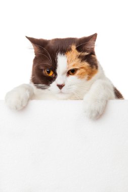 boş pano ile şirin kedi yavrusu. kitt güzel Britanya ile ilgili stenografi
