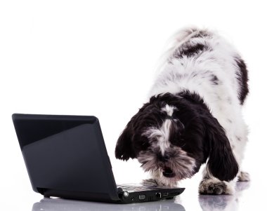 Shih tzu köpek ile laptop. 