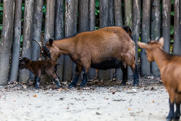 Onun bebek keçi — Stok fotoğraf