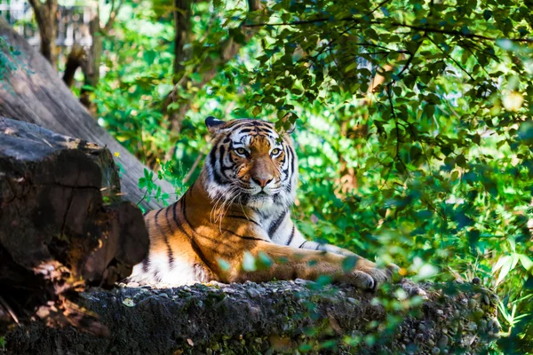 Tigre. Retrato de tigre bonito — Fotografia de Stock