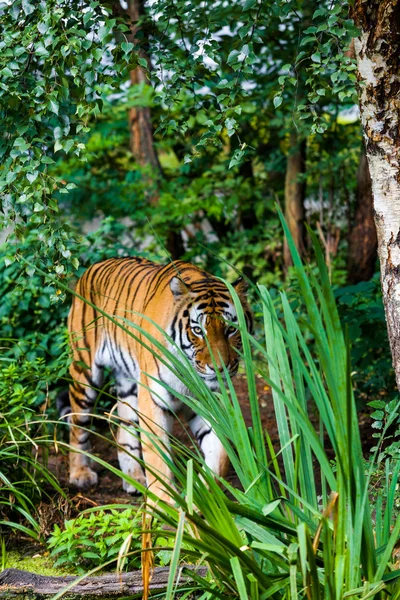 Tiger. mooie tijger portret — Stockfoto