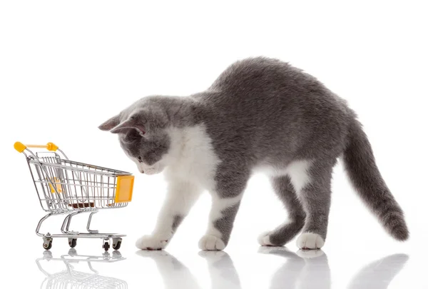 Gato britânico com carrinho de compras isolado em branco. osolato de gatinho — Fotografia de Stock