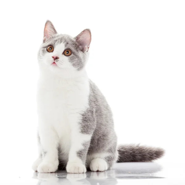 British shorthair cat on a white background. british cat isolate — Stock Photo, Image