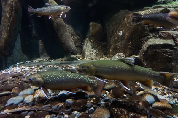 Underwater bild av havsöring. bäckröding — Stockfoto