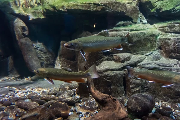 Underwater bild av havsöring. bäckröding — Stockfoto