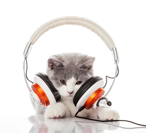 Cute kitten and headphones.  Young cat is listening to music wit — Stock Photo, Image