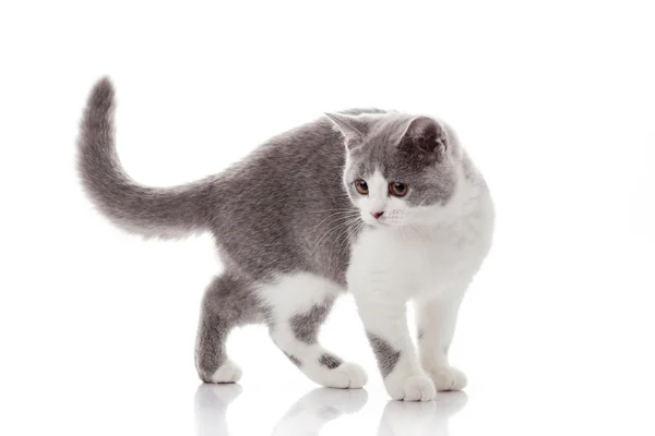 Gatinho em um fundo branco. gatinho cinzento — Fotografia de Stock