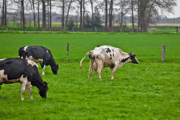 Cows on meadow — Stock Photo, Image