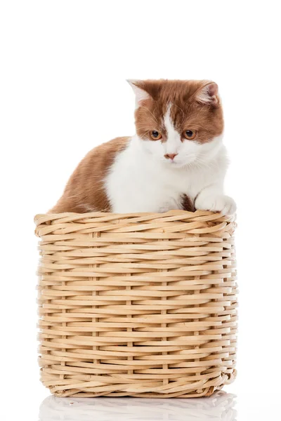 Chaton britannique dans la boîte. chaton mignon sur fond blanc — Photo