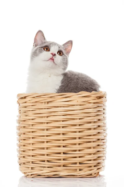 British kitten  in  box.  cute kitten on white background — Stock Photo, Image