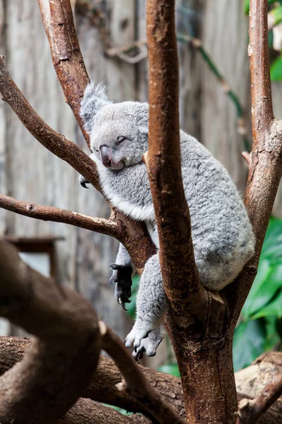 Australiensiska koala Björn sömn på en trädstam. Koala kopplar av på en — Stockfoto