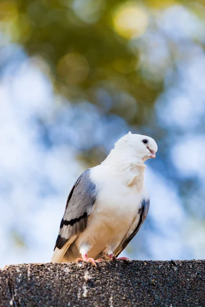 비둘기입니다. 비둘기 — 스톡 사진