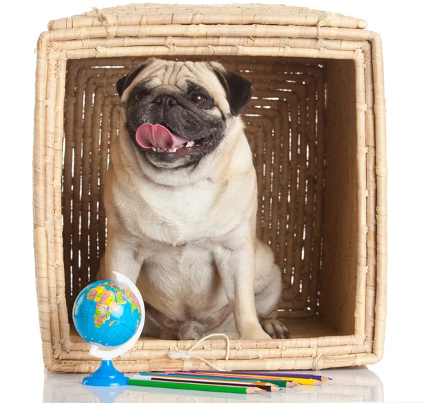 Mops Hund in Box isoliert auf weißem Hintergrund. — Stockfoto