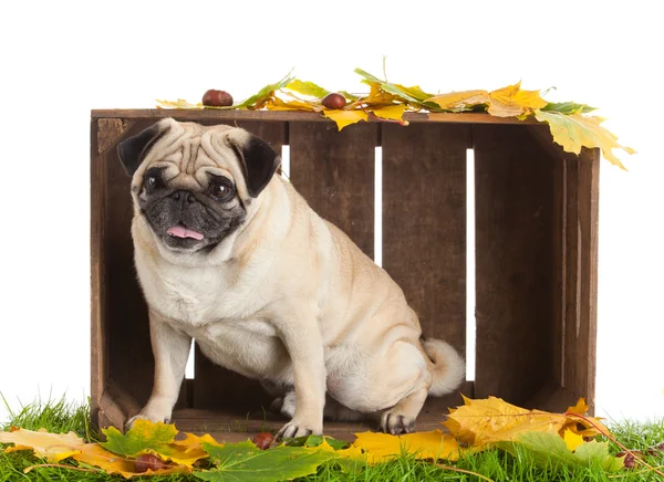 Pug dog geïsoleerd op een witte achtergrond met Herfstbladeren — Stockfoto