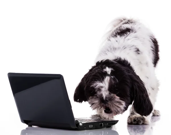 Shih tzu cane con computer portatile . — Foto Stock