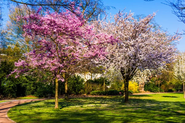 Fundo da natureza primavera. Paisagem Primavera — Fotografia de Stock