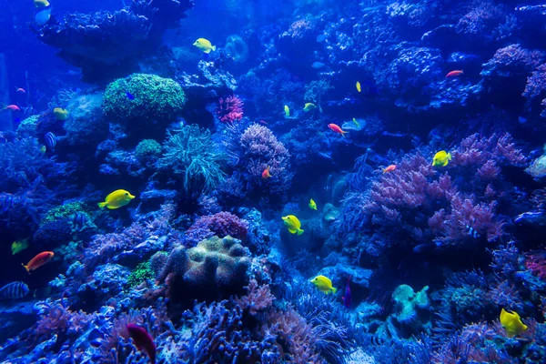 Tropical fishes meet in blue coral reef sea water aquarium . Und — Stock Photo, Image