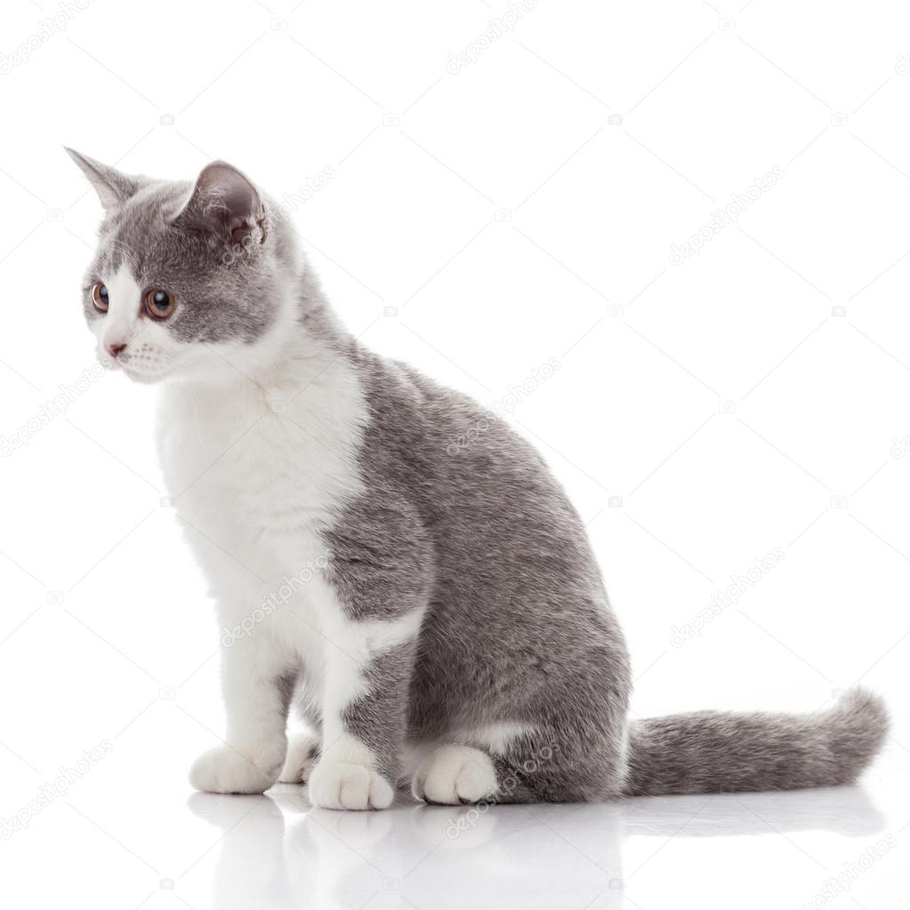 Chaton Sur Fond Blanc Chaton Gris Image Libre De Droit Par Ewastudio C