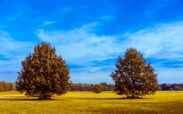 Eiche auf dem Feld, Herbst — Stockfoto