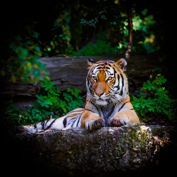 Tigre. Bellissimo ritratto di tigre — Foto Stock