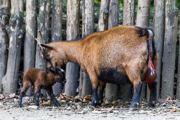 La Chevre Avec Son Bebe Un Nouveau Ne Bebe Chevre Brun Image Libre De Droit Par Ewastudio C