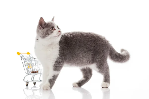 British cat with shopping cart isolated on white. kitten osolate — Stock Photo, Image