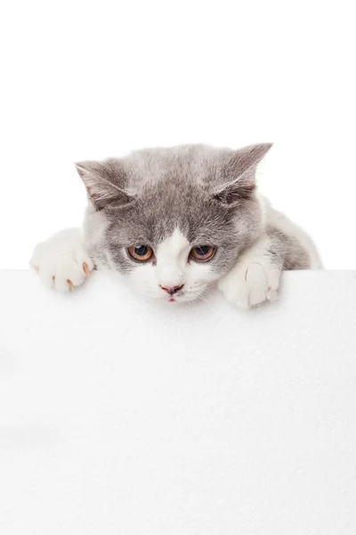 Gatinho bonito com cartaz em branco. Adorável Britânico KITT Shorthair — Fotografia de Stock