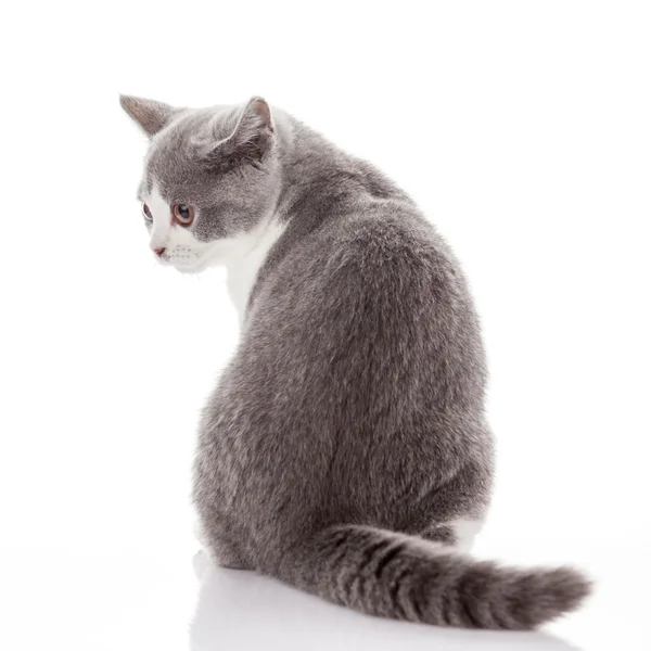 Beyaz zemin üzerinde yavru kedi. Gri kedi yavrusu — Stok fotoğraf