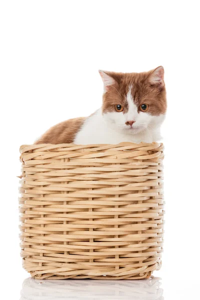 British kitten  in  box.  cute kitten on white background — Stock Photo, Image